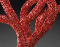 Red Polyp (detail) Red Polyp (detail)