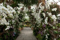 Interior View, New York Botanical Garden