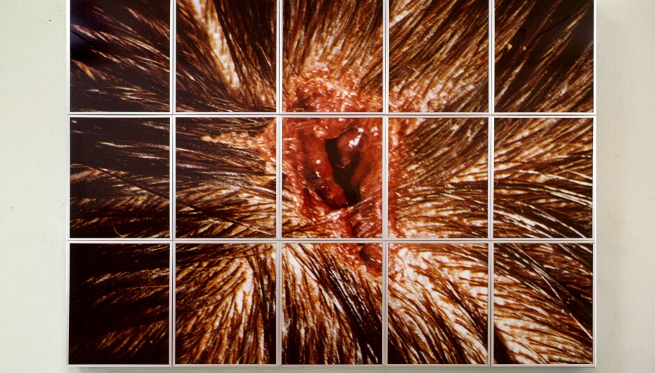 Matt Collishaw, Bullet Hole 1988