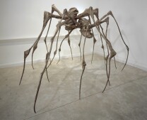 Spider Couple Spider Couple